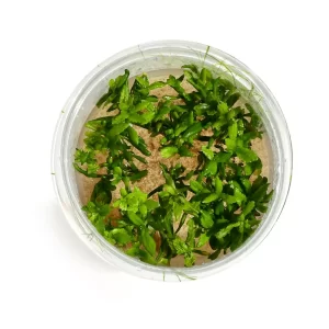 Product_0011