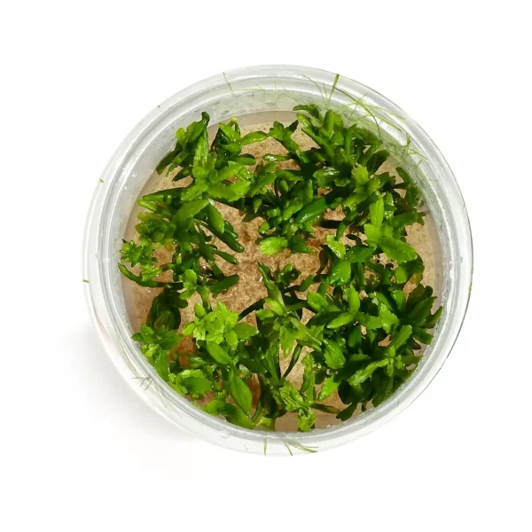 Limnophila aromatica “Mini” [Tc]