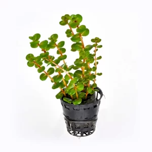 Rotala-Hra