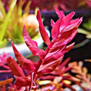 Rotala-sp-Yarabje-1
