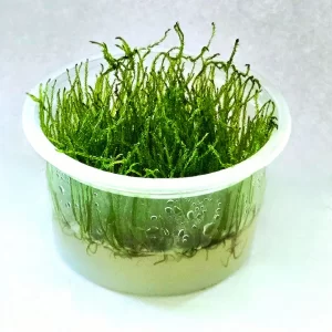 SPIKEY-MOSS