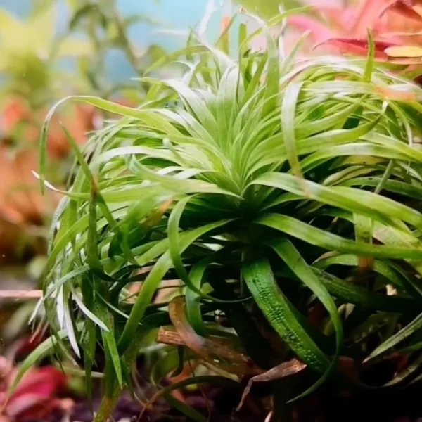 Syngonanthum sp belem