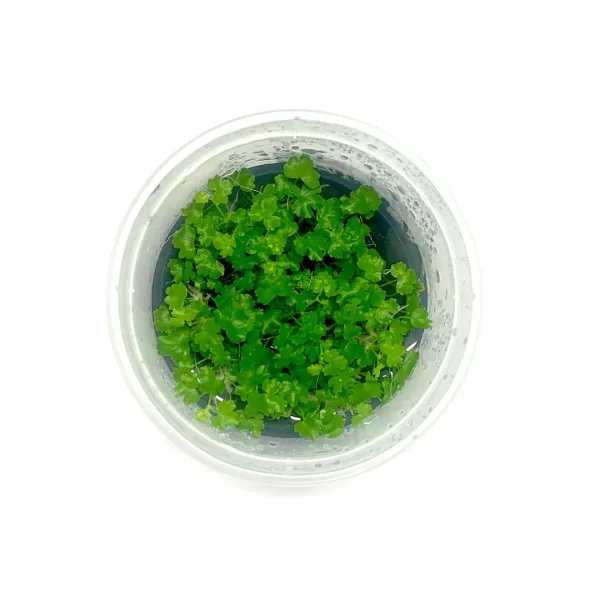 Hydrocotyle tripartita ‘Mini’ [Tc]