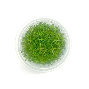 Tishu_product_02-2