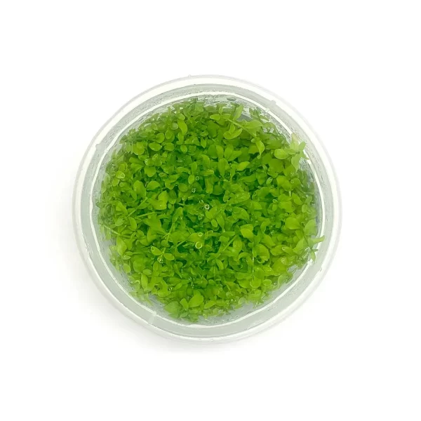 Micranthemum Micranthimoids ‘Monte Carlo’ [Tc