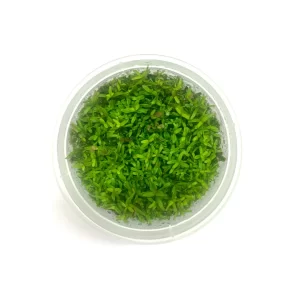 Tishu_product_04-1