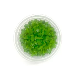 Tishu_product_05-1