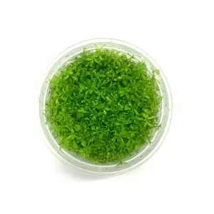 Tishu_product_06-1
