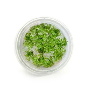 Tishu_product_08 (1)