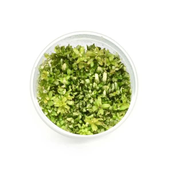 Rotala sp ‘spikey’ [Tc]