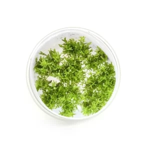 Tishu_product_11