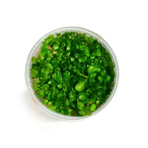 Tishu_products_001