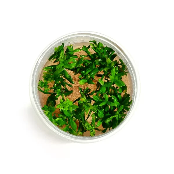 Limnophila aromatica [Tc]