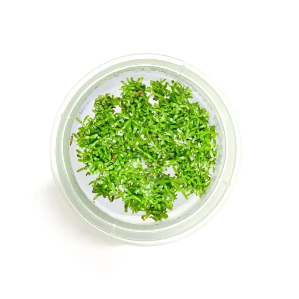 Rotala rotundifolia ‘Green’ [Tc]
