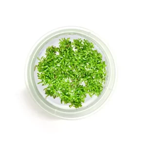 Tishu_products_10-600x600