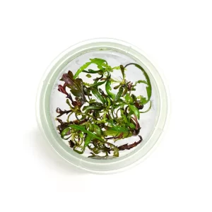 Tishu_products_11