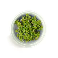 Tishu_products_12-600x600