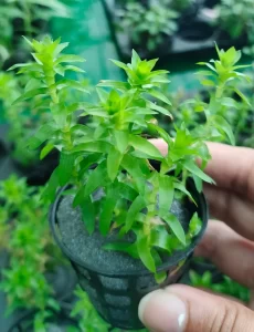 Tonina-fluviatilis