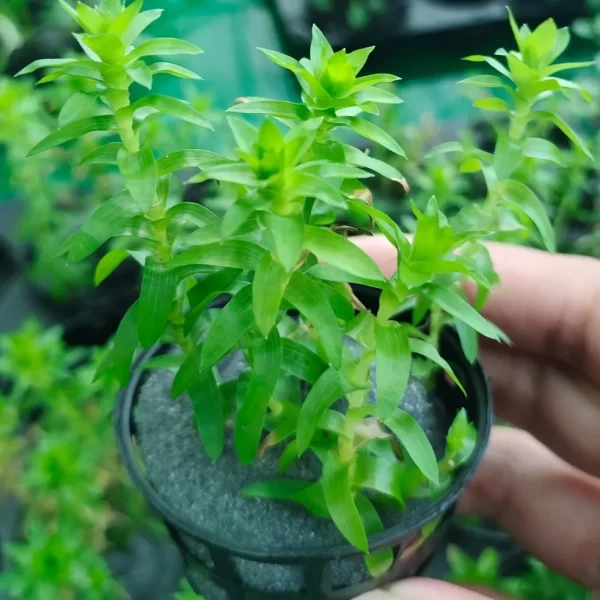 Second image of Tonina fluviatilis