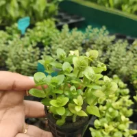 WhatsApp-Image-2024-06-14-at-12.31.59-PM-scaled