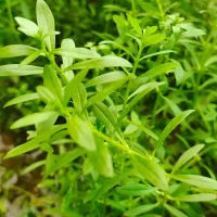 WhatsApp-Image-2024-06-29-at-10.22.21-AM