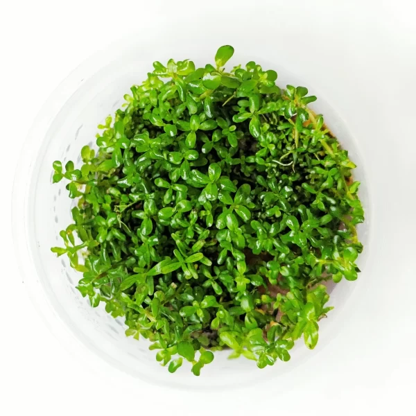 Rotala rotundifolia ‘Orange Juice'[TC]