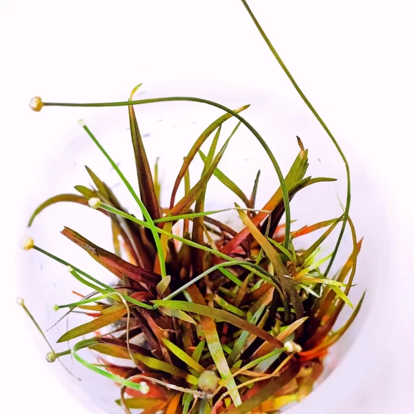 Eriocaulon quinquangulare[TC]