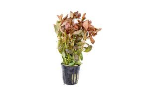ammania-gracilis-11743792398417_800x533