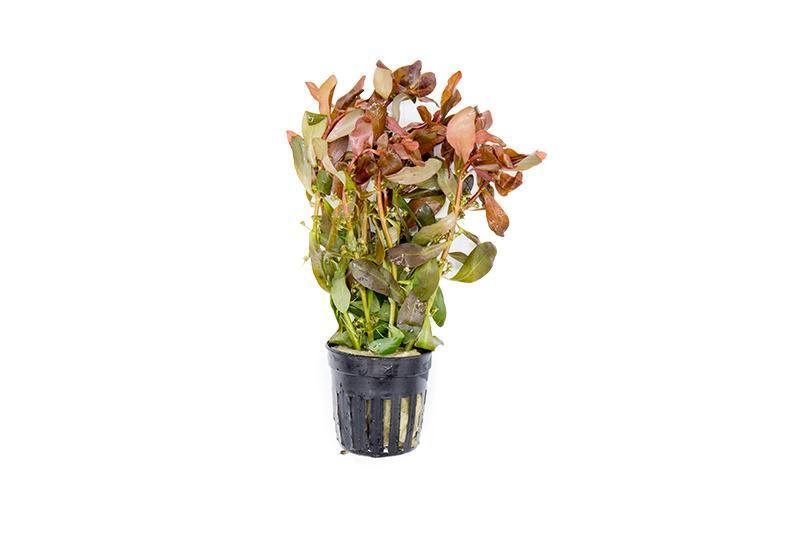 Ammania gracilis[TC]