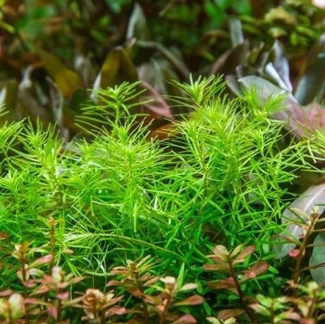 Didiplis diandra [TC]