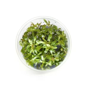ludwigia-palustris
