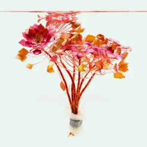 ludwigia-sedioides-mosaica-aquatic-plant