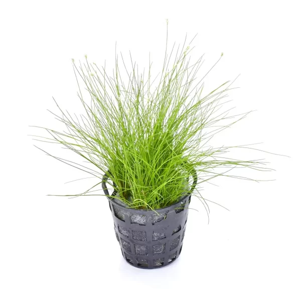 Eleocharis parvula “Japanese”(Mini hair grass)