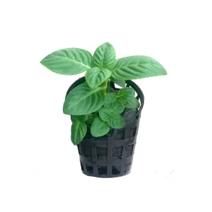 plant_04-1