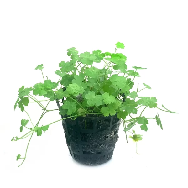 Hydrocotyle tripartita ‘Mini’