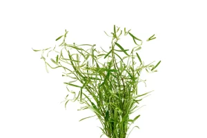 rotala-sp-araguaia-red-cross-37272043225288_1050x700