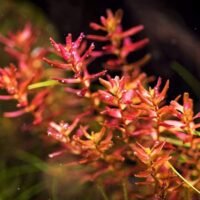 rotala_macrandra_mini_butterfly
