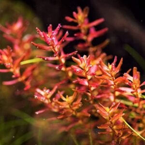 rotala_macrandra_mini_butterfly