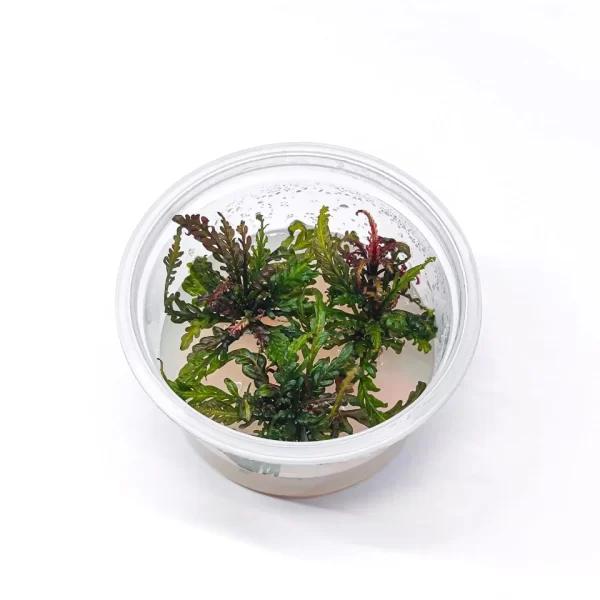 Hygrophilla pinnatifida “UK” [Tc]