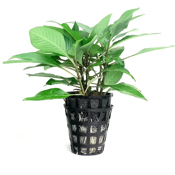 Hygrophilla corymbosa ‘Compacta’