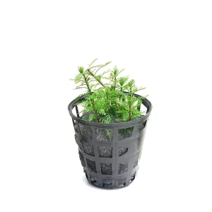 Plant_31