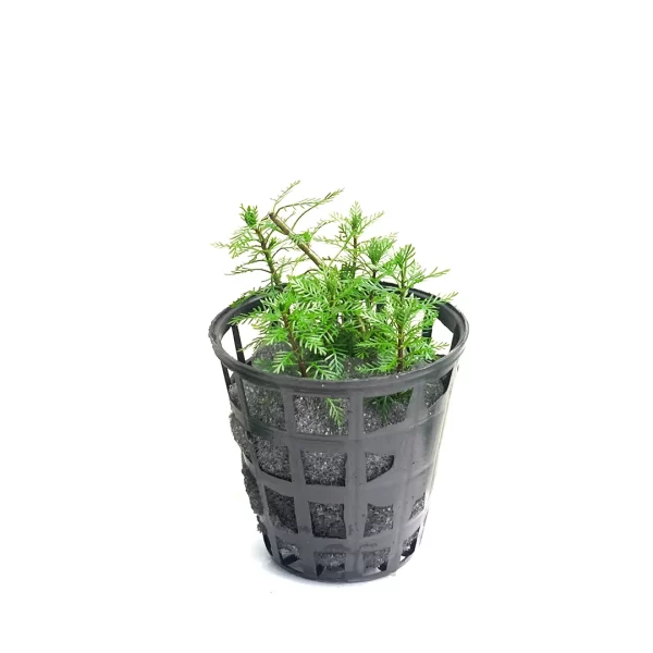 Myriophyllum mattogrossense