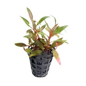 Plant_37