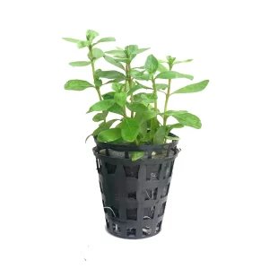 Plant_39
