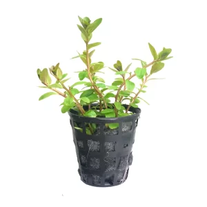 Plant_40