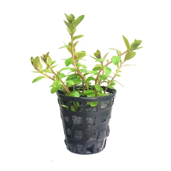 Ludwigia senegalensis