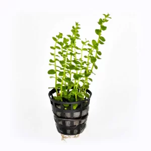 Rotala-green