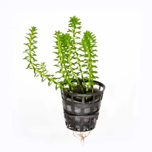 Rotala-nanjensha