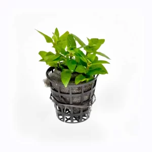 Staurogyne-Repens