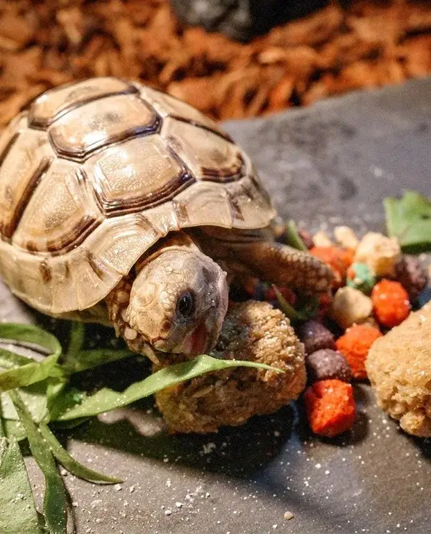 Turtle Food